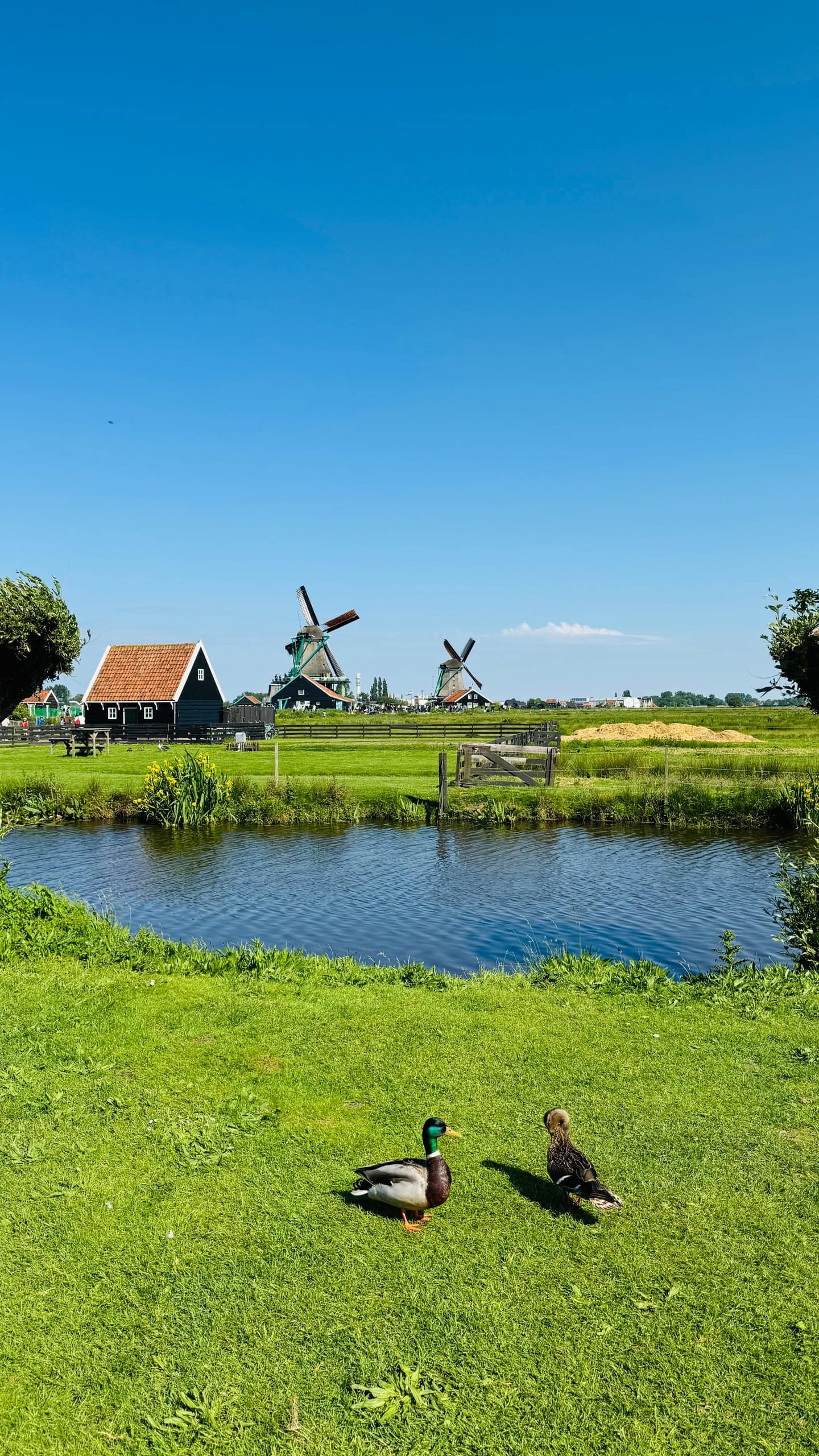 Zaandam'dan bir kare