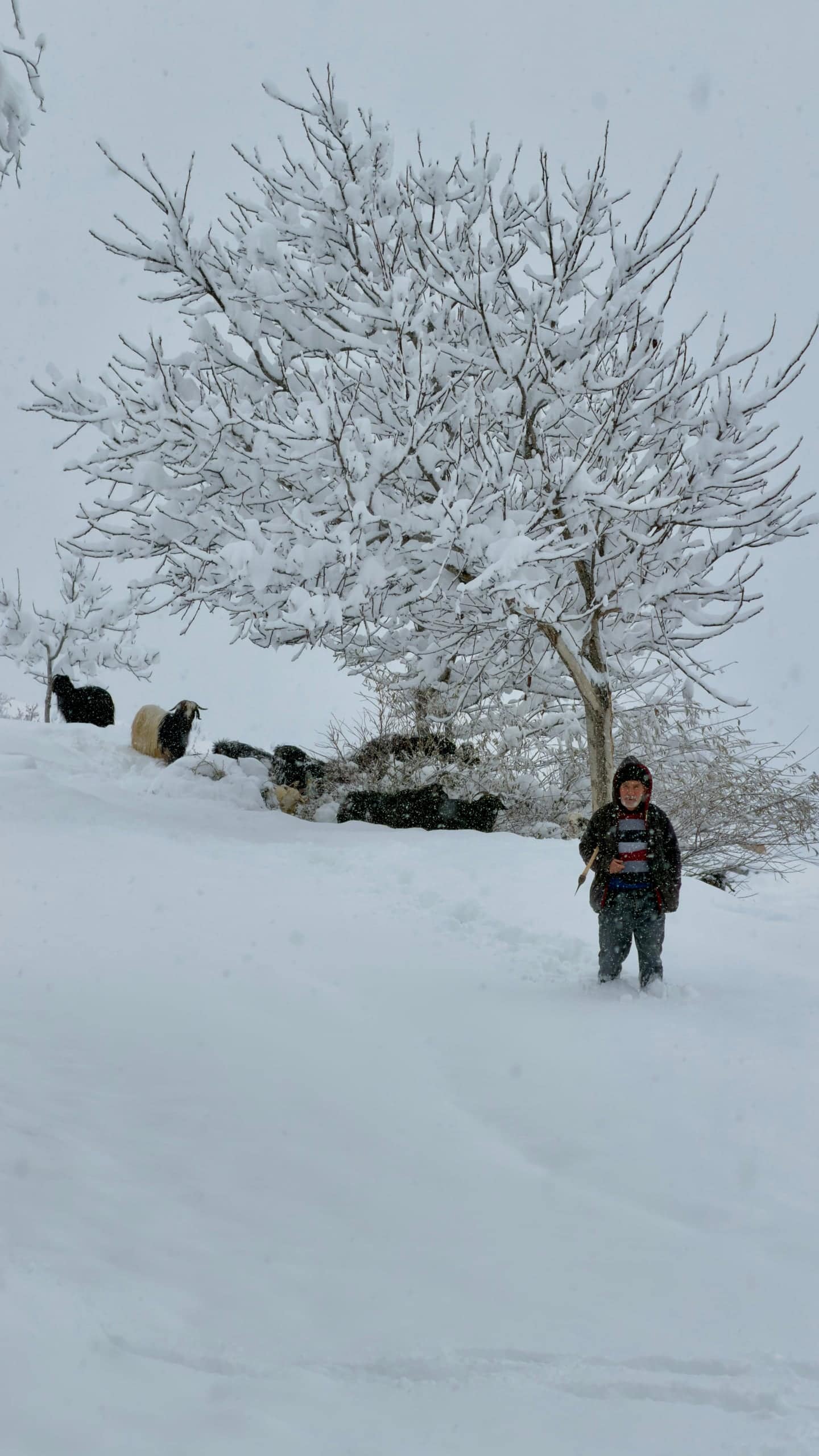 Taşova'dan bir kare