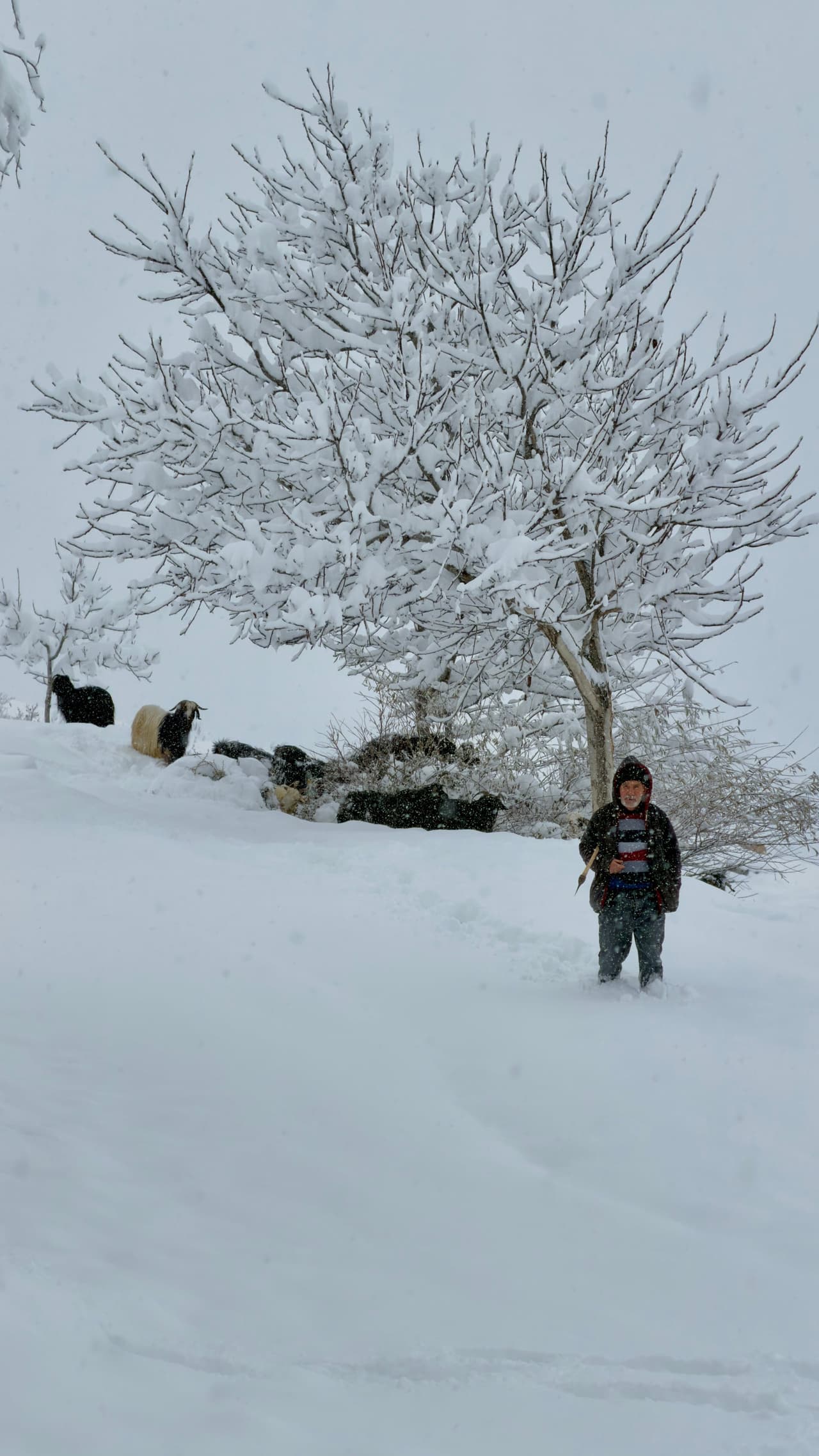 Taşova'dan bir kare